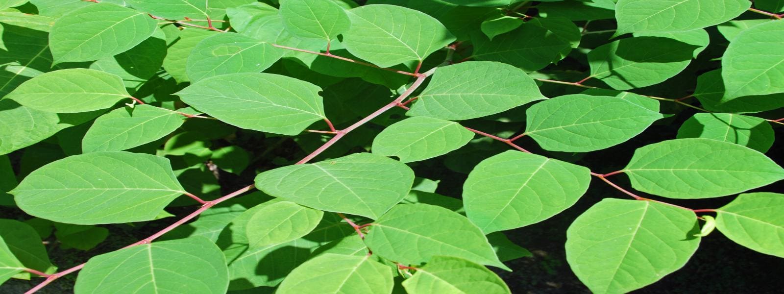 Licensed Knotweed Contractors