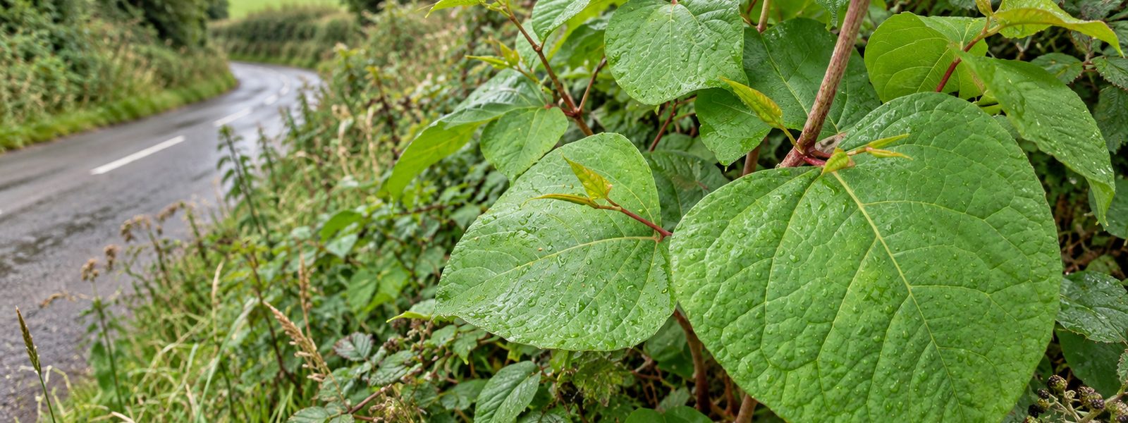 Knotweed Contractors in the South East