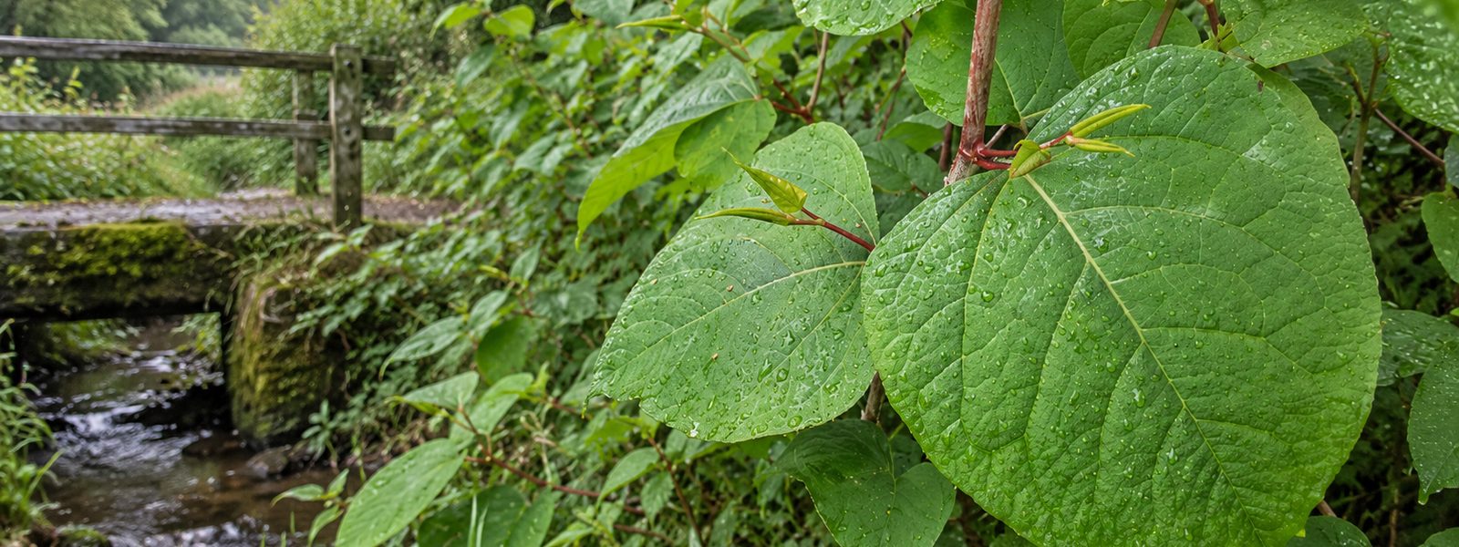 Knotweed Contractors in the South West